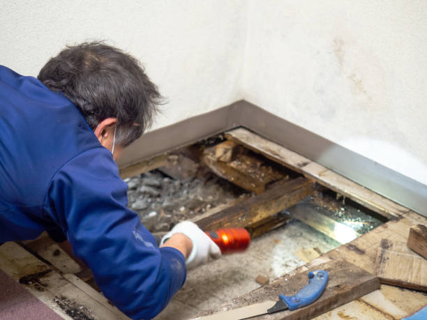 Best DIY Mold Remediation Support Services in Mitchell, SD
